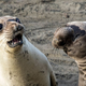 Image: George Cathcart/Comedy Wildlife Photo Awards